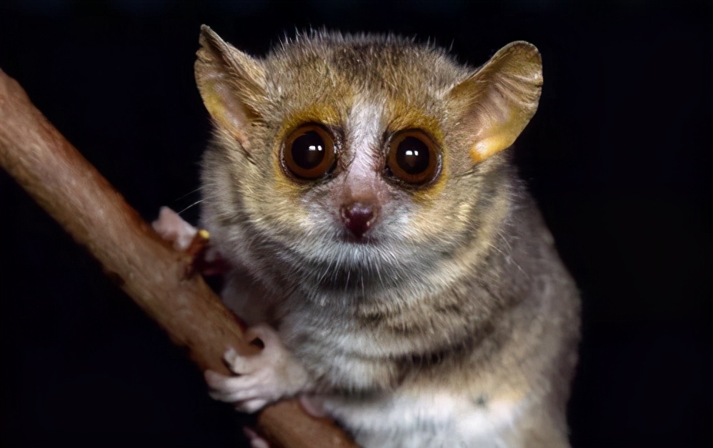 马达加斯加的企鹅 马达加斯加企鹅全三季-佳迪双