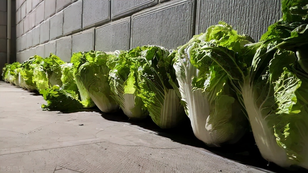 只要大白菜上有黑点的，都不能吃，要转给家人朋友？不妨看看真相