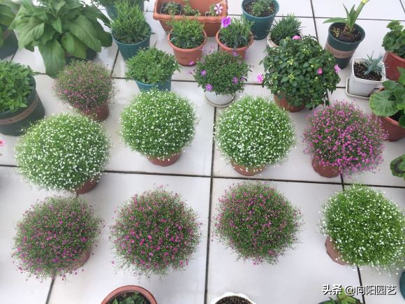 满天星绽放如星海，繁花爆盆，点亮岁月静好