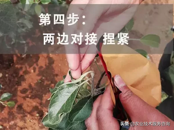 包苹果怎么包（手把手教你怎么快速的套袋）