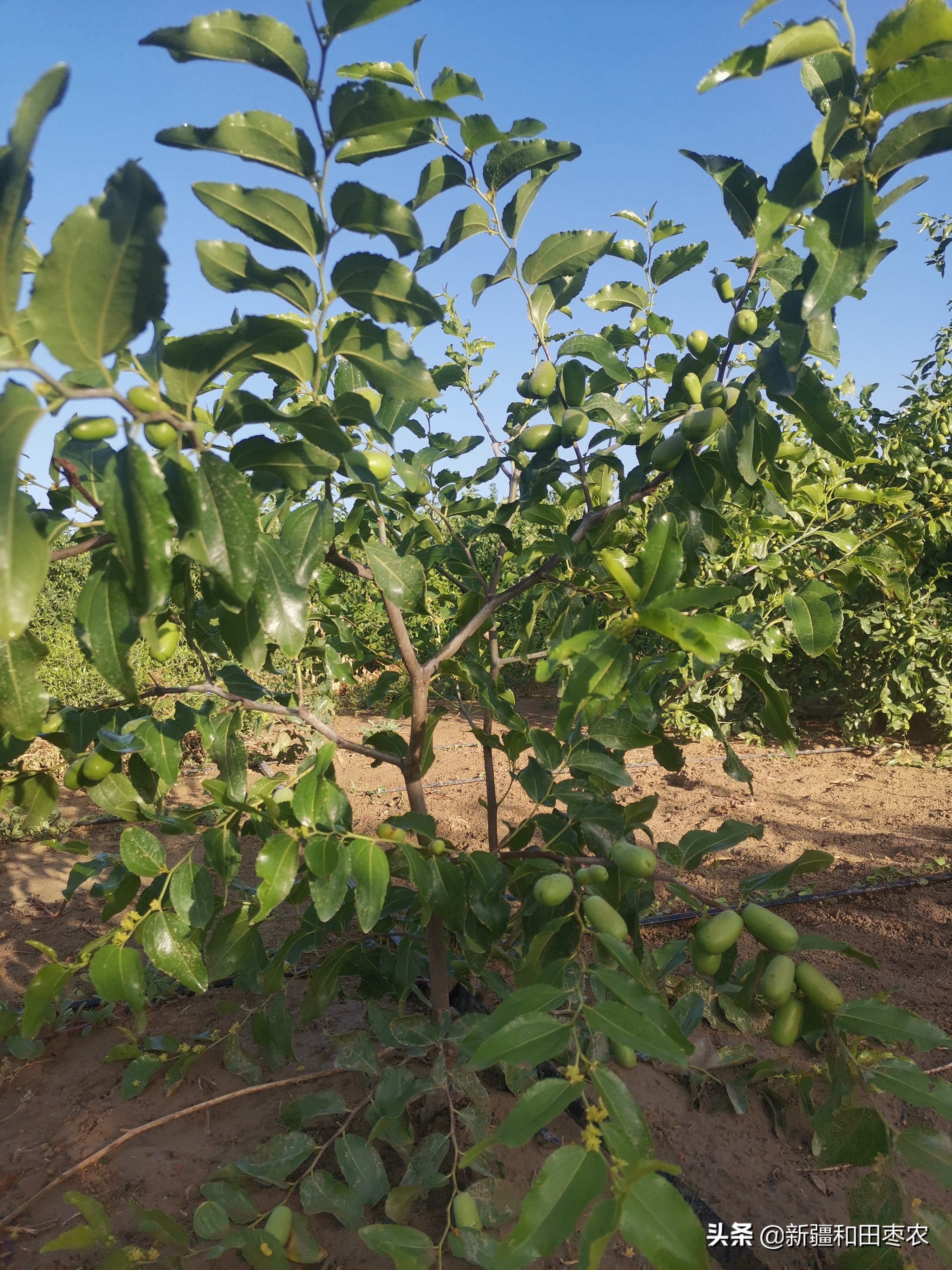 枣树苗几月份种植最好（枣树什么时候种植合适）