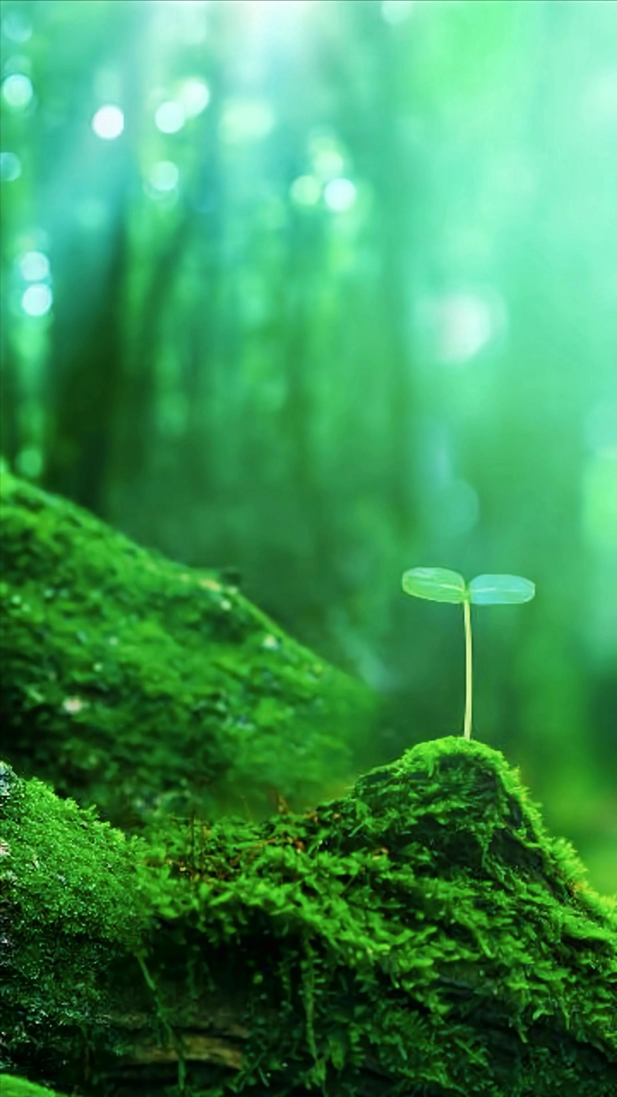 护眼桌面壁纸高清全屏(高清全面屏护眼壁纸)