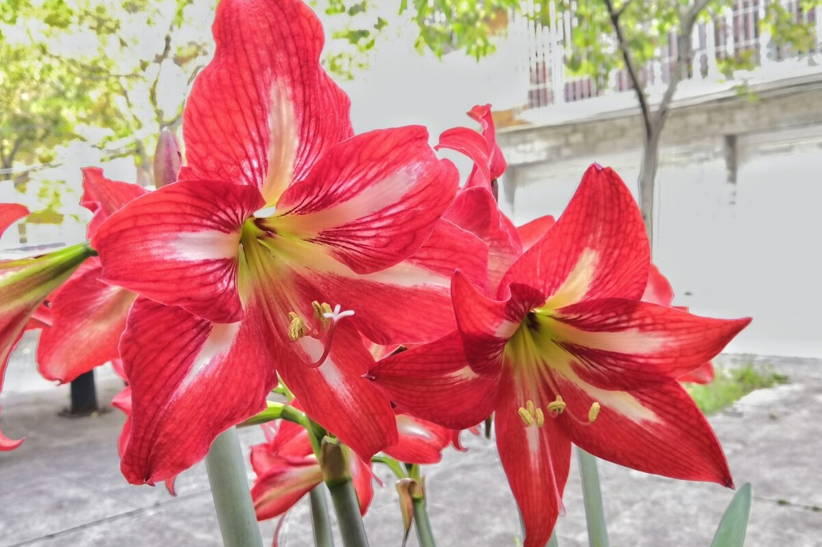 對紅花怎麼養能開花?學會4點,1年就可以開2次花