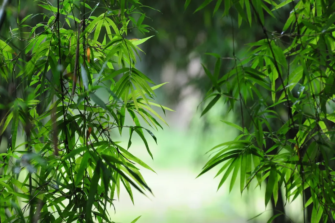 诗词 | 风也萧萧，雨也萧萧，诗词里多萧萧