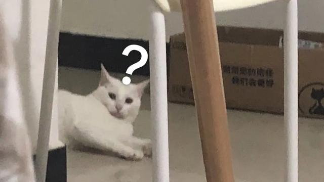 猫咪飞机托运要花多少钱？其实自行托运比某宝便宜且安全的多