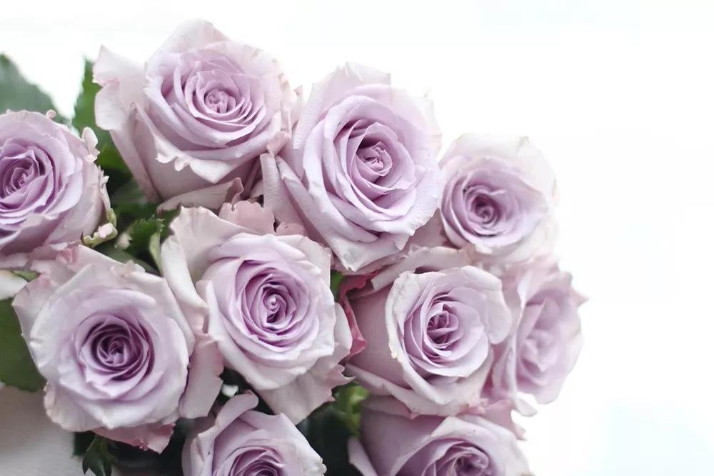 永恒爱情的守护花朵娇小,花瓣倒卵形,重瓣至半重瓣,香气甜润,温养人心