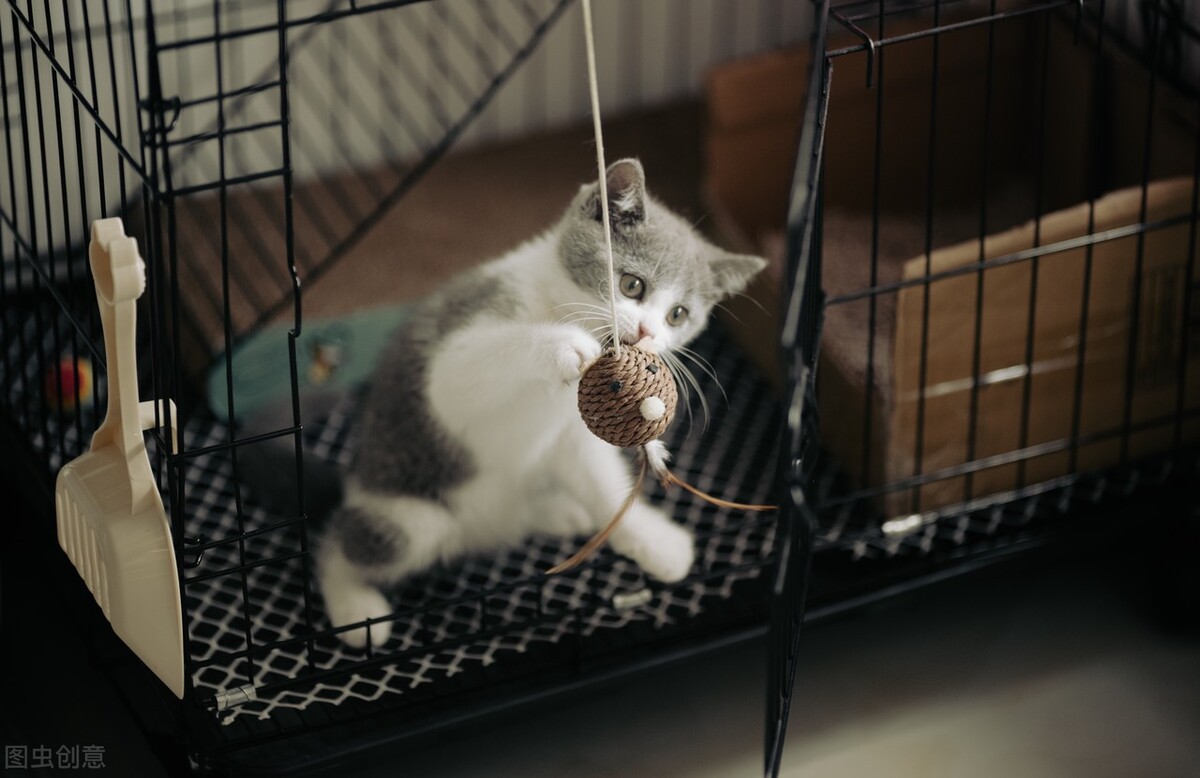 养猫一个月多少预算，新手养猫的注意事项？这些东西一定要注意
