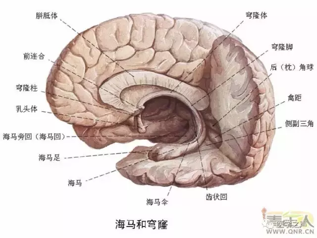 神经元结构示意图（神经元结构示意图手绘）-第11张图片-科灵网