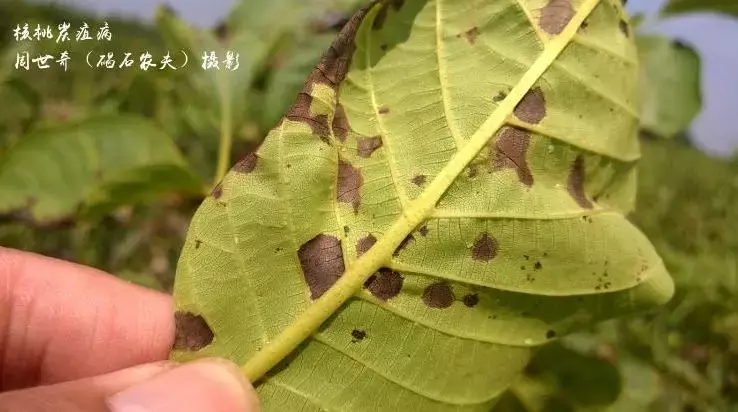 核桃炭疽病用什么药（核桃炭疽病发病症状与防治措施）