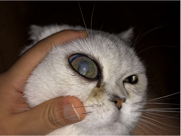 猫咪白内障手术多少钱(猫咪流泪抓挠) - 价格百科