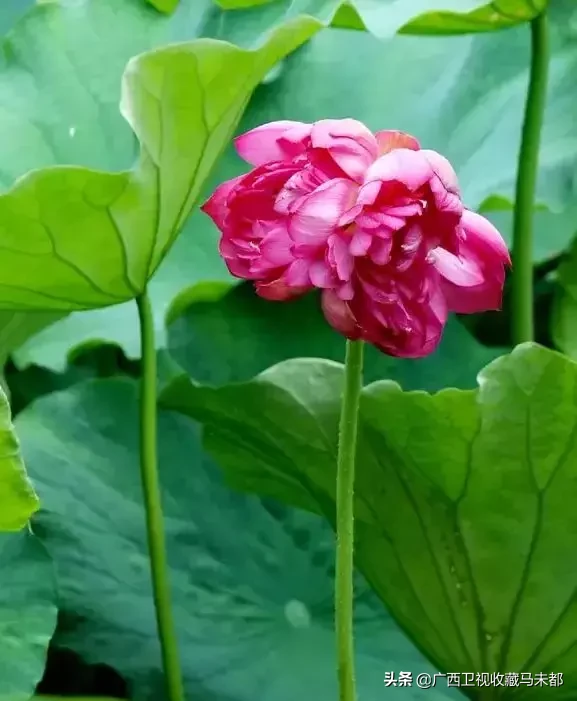 荷花随处可见,你有没有见过并蒂莲?