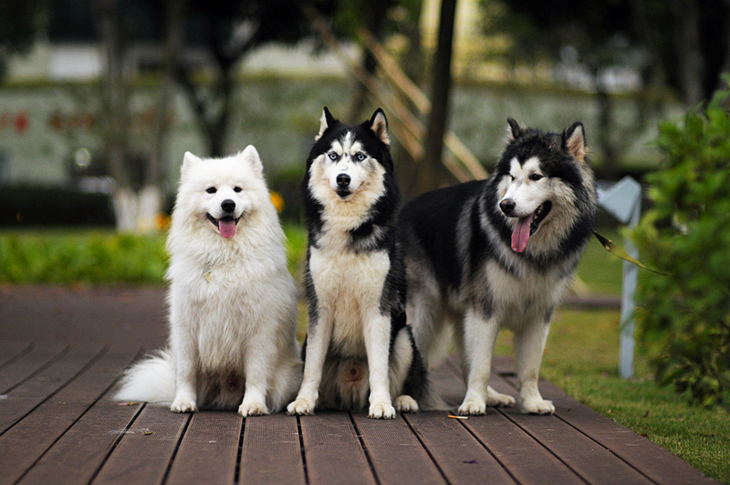 世界十大最受欢迎犬种排行榜