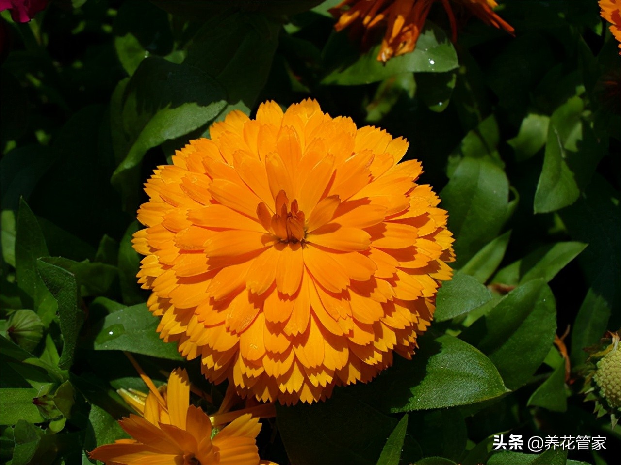 剑叶金鸡菊图片（盘点菊花四大品种的开花时间）
