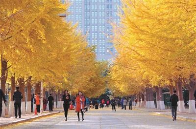 仅在每周六、周日开放！辽大最美银杏如何文明观赏快看这里……
