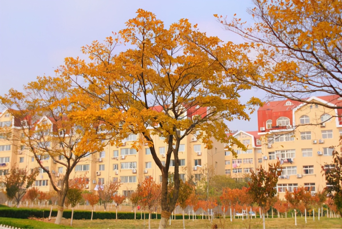 青岛大学实力如何？3个专业进入全球“第一方阵”，还有100%就业率！