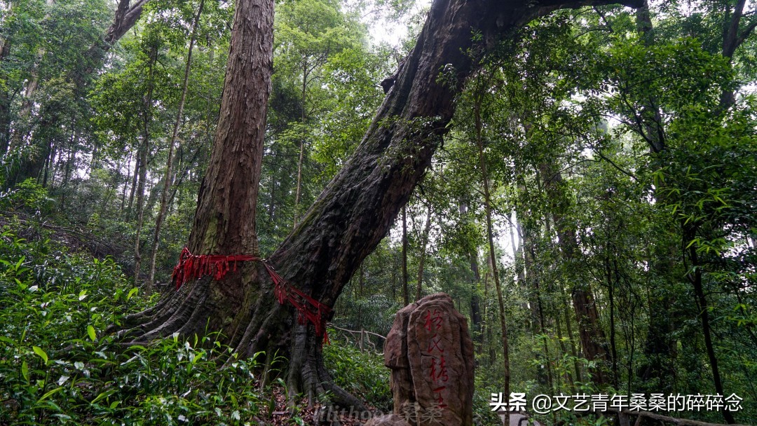 古村落、原始森林、火山岩，宝藏旅行地福建三明两日一夜打卡记