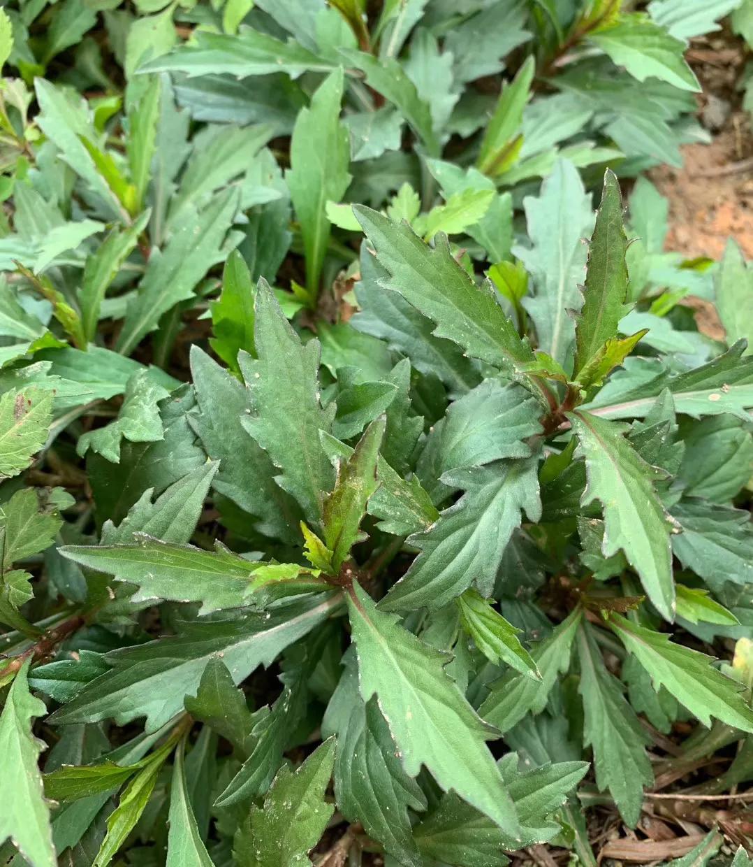 野菜的种类和图片大全(41种常吃的野菜 赤虎壹号