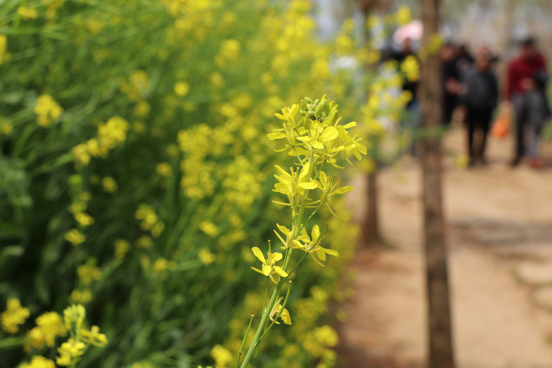 河南5个超火赏花目的地：景美免费，适合清明节全家出游