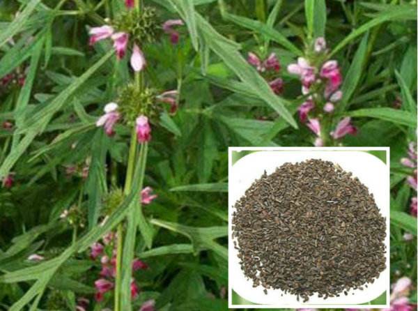 此草的干燥全草,为妇科经产要药;其果实,能明目益精