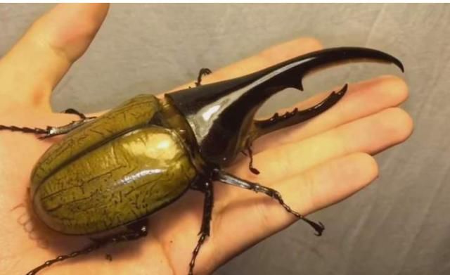 火蝾螈,大力神甲虫相继被海关部门截获,生物入侵到底有多可怕?
