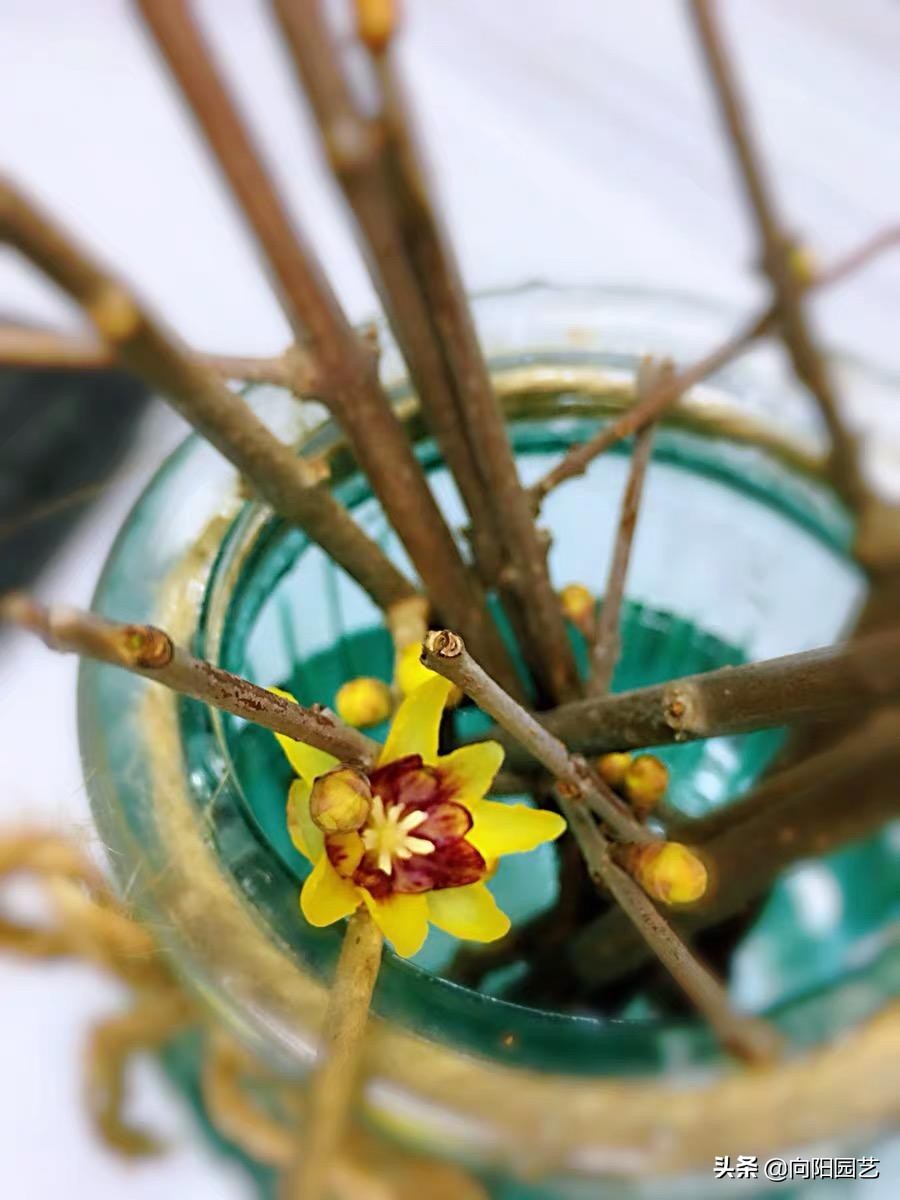 腊梅，银柳做插花，花友都喜欢，水瓶加点糖，“保鲜”60天