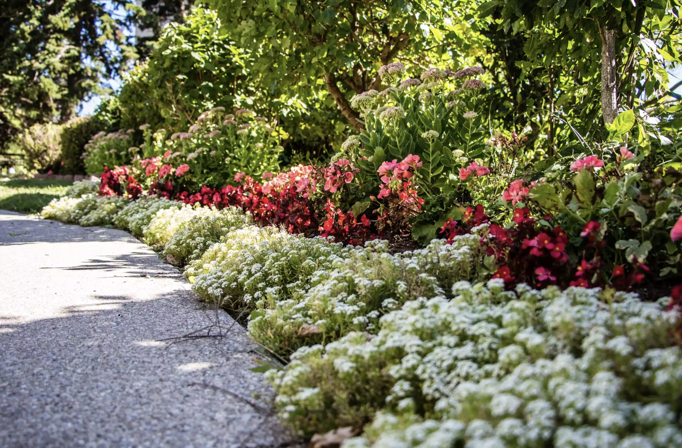 50种私家花园常用的植物花卉,这些搭配实用又好看