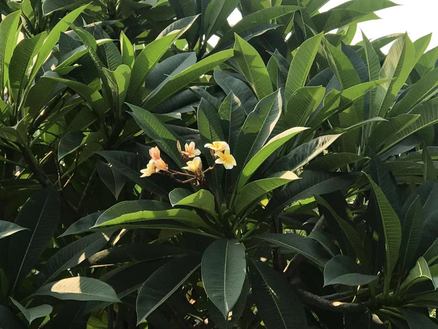 水翁花的功效与作用(这种花香味十足) - 行就行