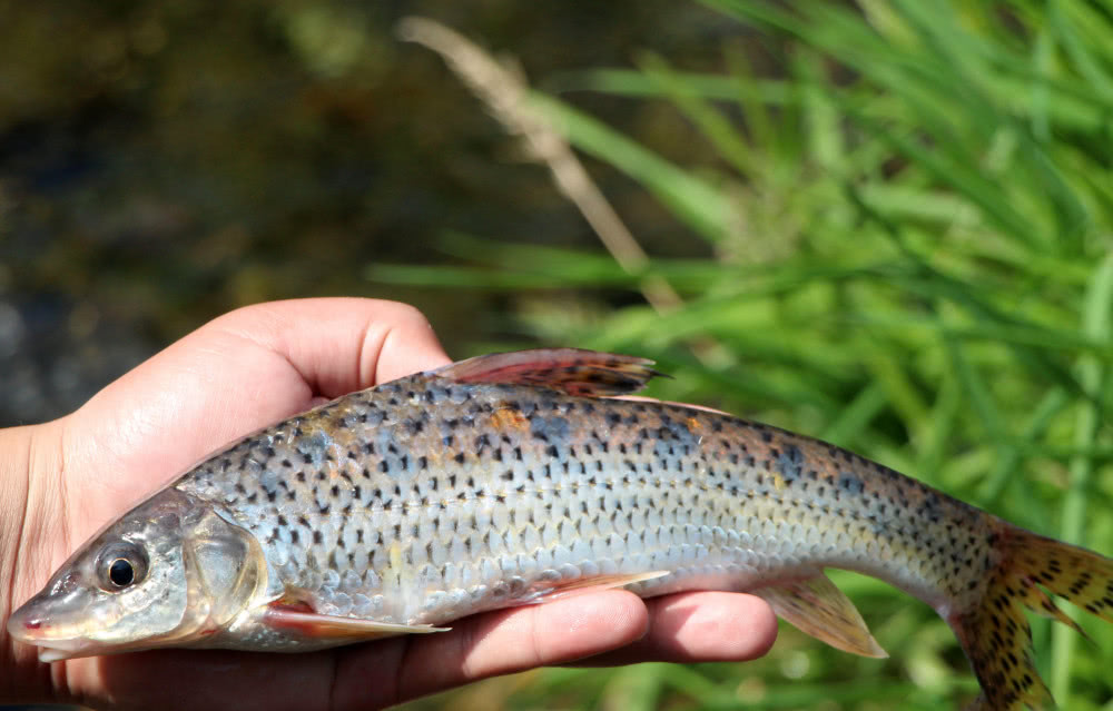 上海朱家角有一种鱼叫鲫鱼(格朗鱼),嫩肉,美味的,没有土腥味,非常赞.
