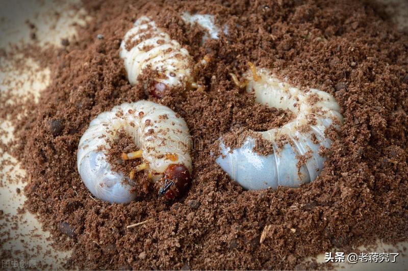 南方的独角仙怎么养详细介绍专业回答