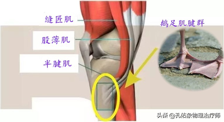 膝关节疼痛是怎么回事？常见的6个部位、8大病因，不可忽视