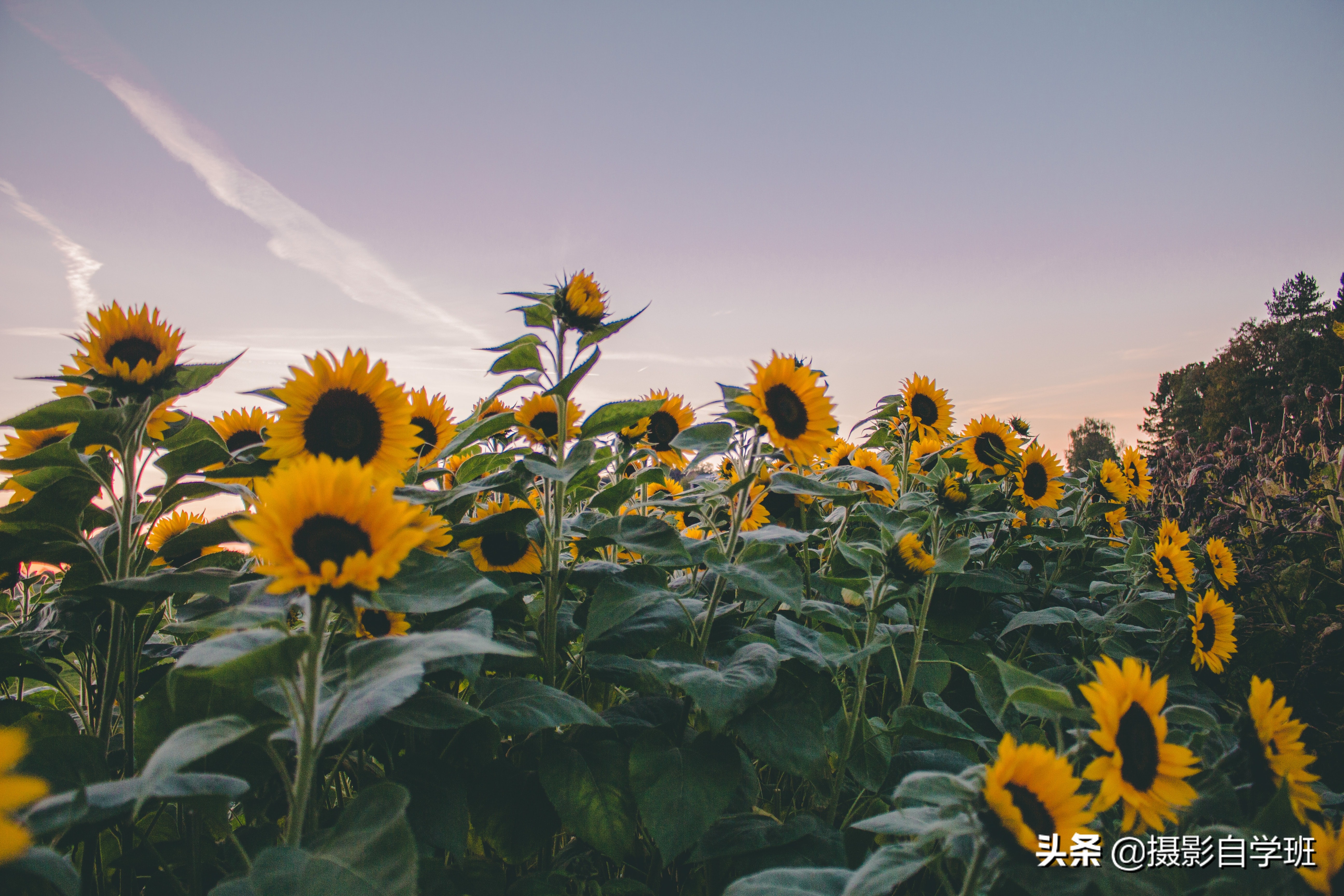 拍向日葵11个万能技巧，向日葵这么拍太美啦！摄影新手也能学会