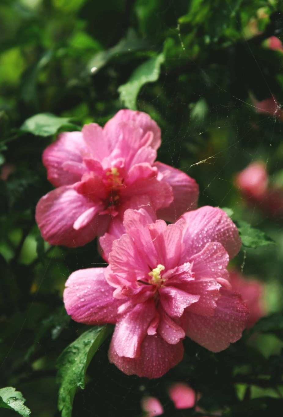 「诗词鉴赏」木槿花开，10首木槿花的诗词，朝花夕谢，转瞬即逝