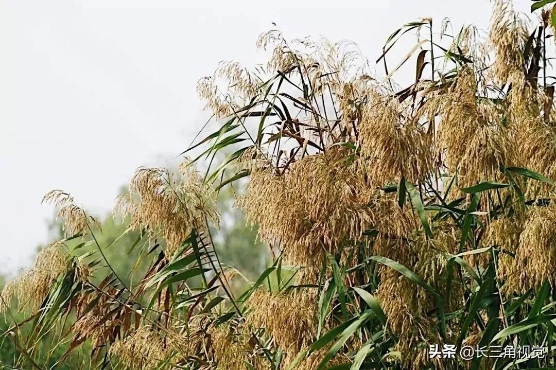 秋韵湖州，芦花飞扬：一场不容错过的诗意之旅