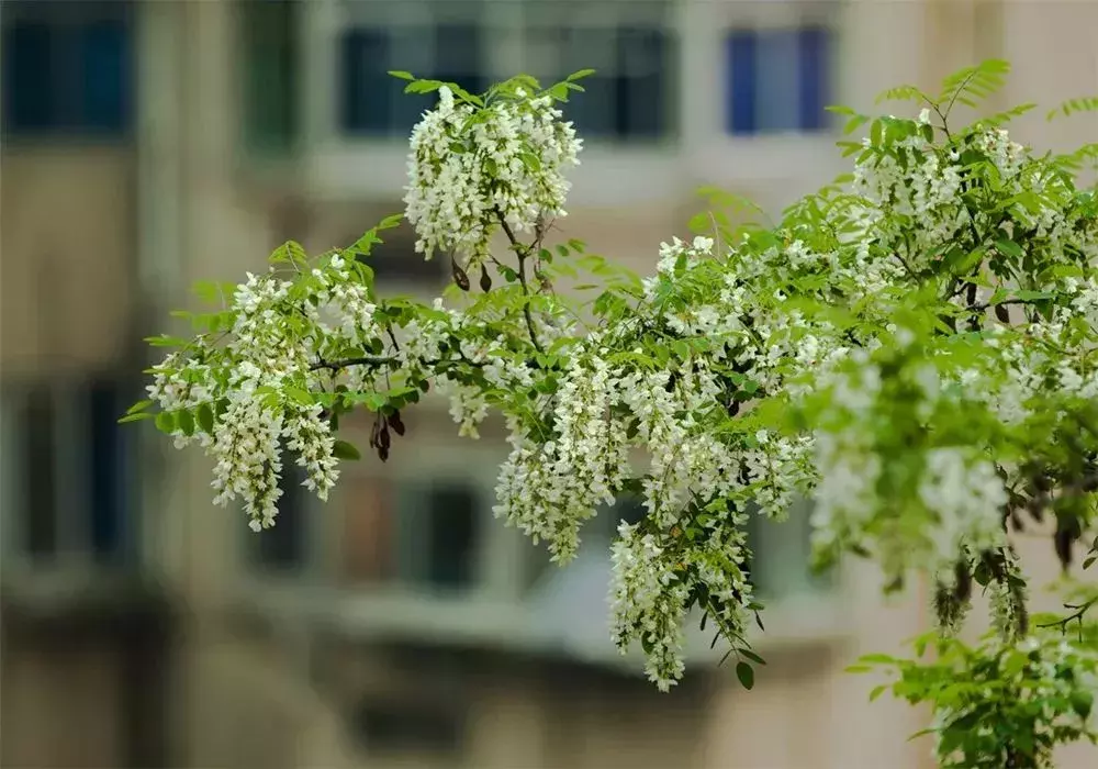 五月丨落花随春去，余香伴夏来