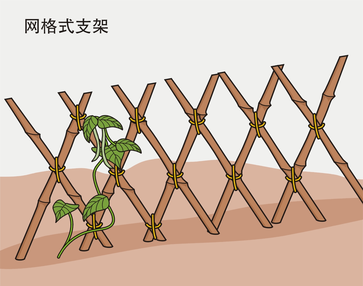 如何搭立支架，引导农作物生长？4种类形支架来助力