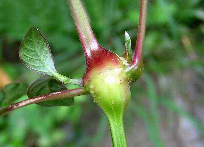 川牛膝的功效与作用 川牛膝的功效与主治-徐拾记官网