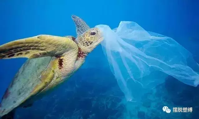 塑料材质不是洪水猛兽！但还是有些坑，别踩到了，特别是易拉罐！