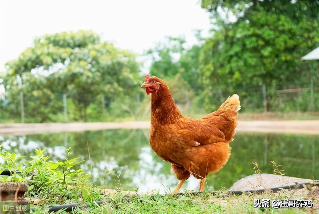 禽病防治,養(yǎng)禽與禽病防治