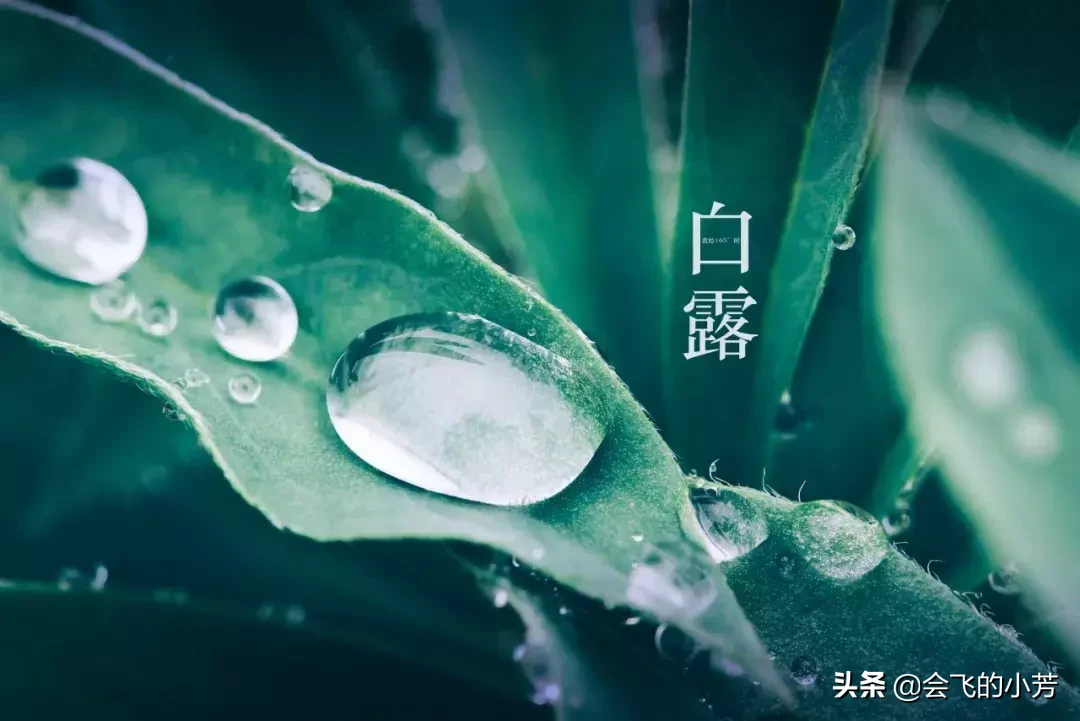 露从今夜白，月是故乡明