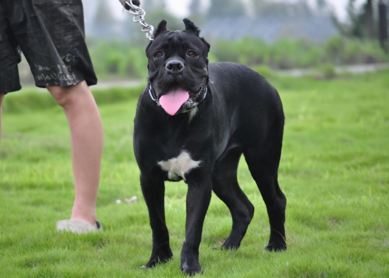 有"护卫者"称号的卡斯罗犬,值得你饲养