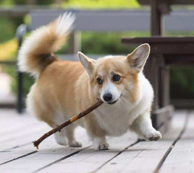 给柯基断尾,那是在断送它们的社交能力