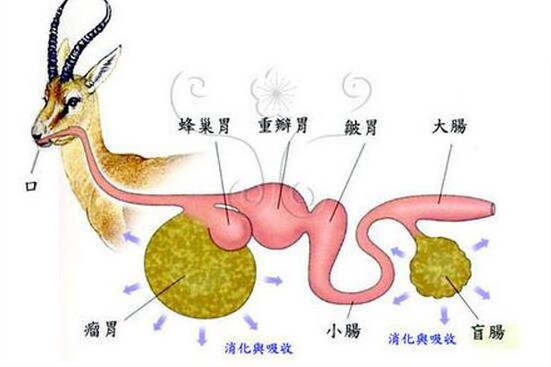 长鼻猴(长鼻猴的种族繁衍有多难？找老婆是个难题，天敌其实是自己)