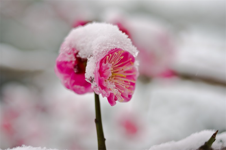 花中君子梅兰竹菊的意思（梅兰竹菊的象征意义和精神）