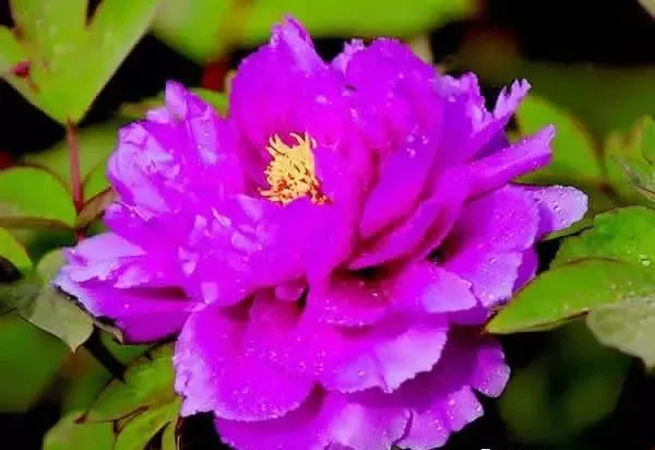100种名贵牡丹鉴赏 绘画好素材（报花名）
