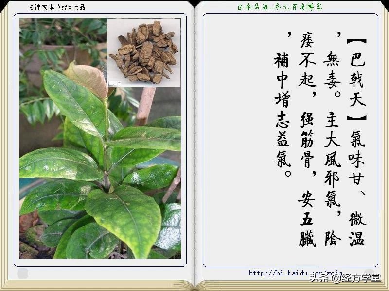 《神农本草经》全册图文解析 建议收藏