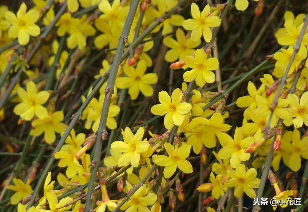 迎春花什么时候开（记住这点让你的迎春花在春节准时盛开）