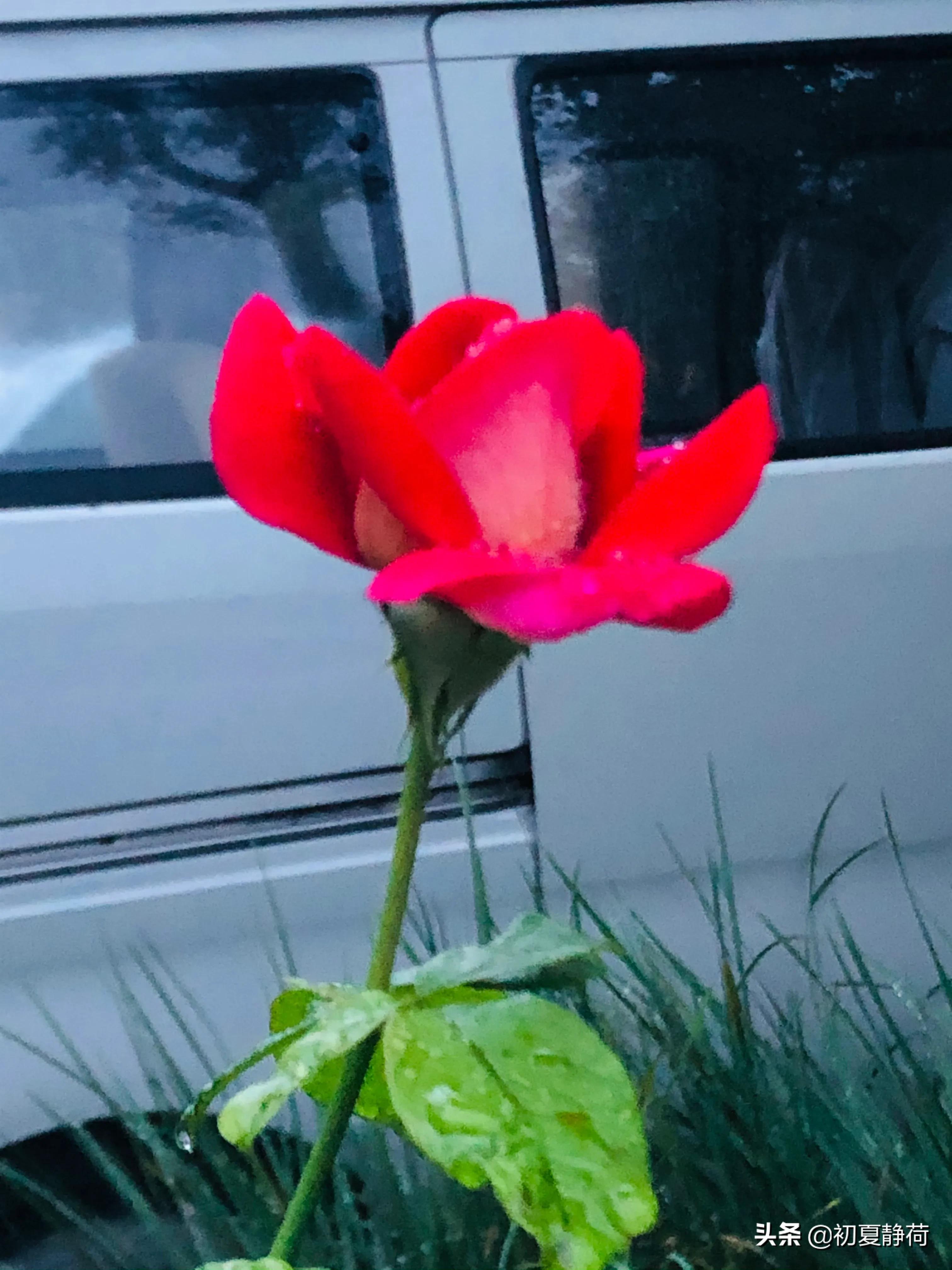 秋雨的深情，都藏在了花中，傍晚随笔