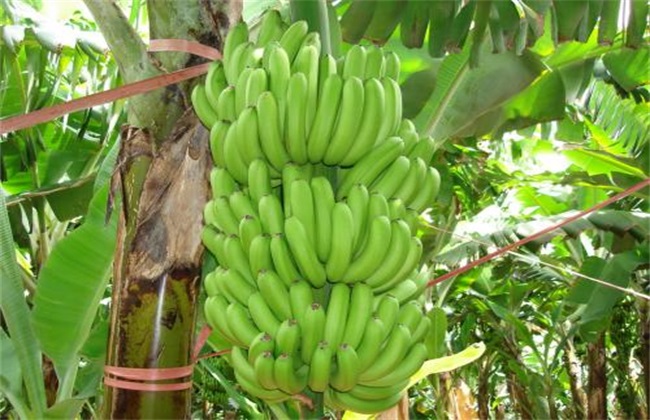 香蕉的产地在哪里（香蕉的种植地分布情况）
