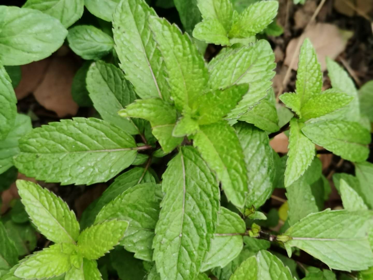 鱼香菜的功效与作用(五一节) - 行就行