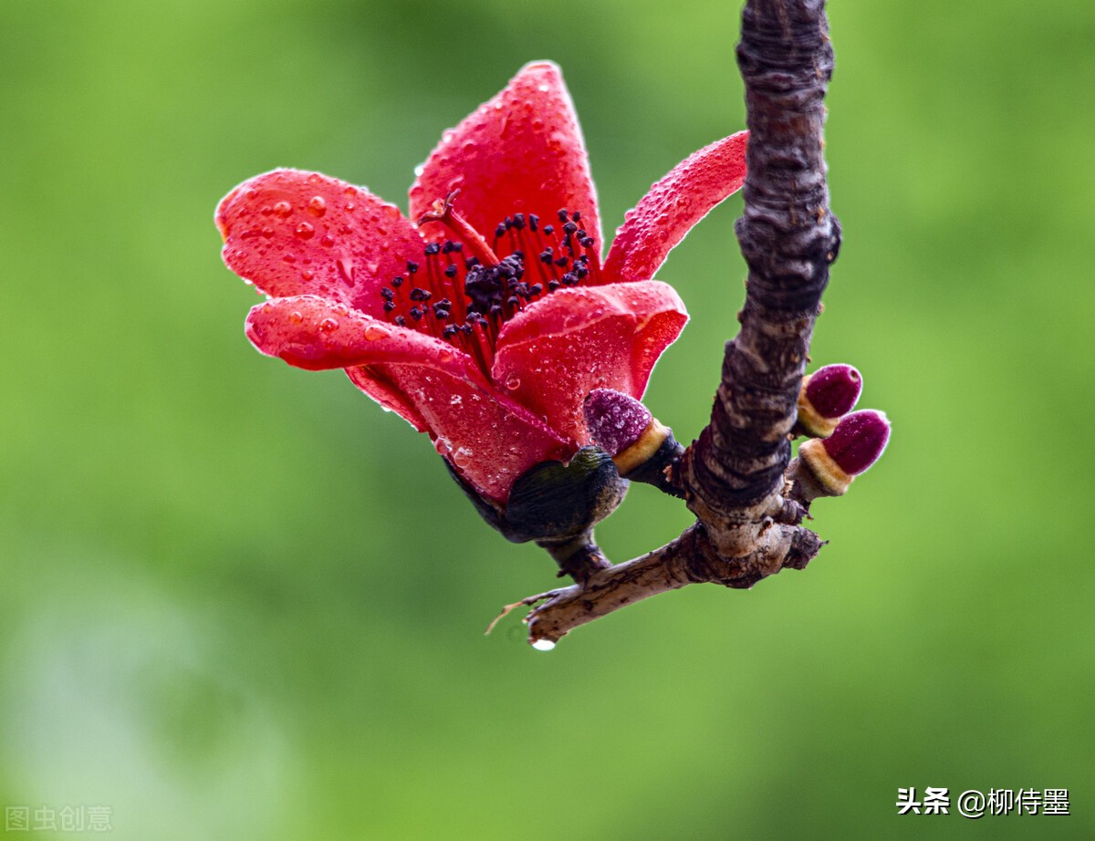 点评16张照片学4个技巧，让花卉摄影作品，简约不简单